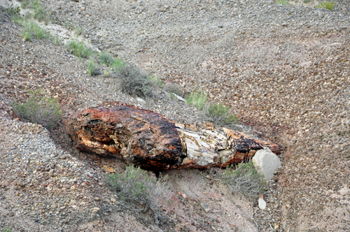 Petrified Logs at Blue Mesa in the Petrified Forest